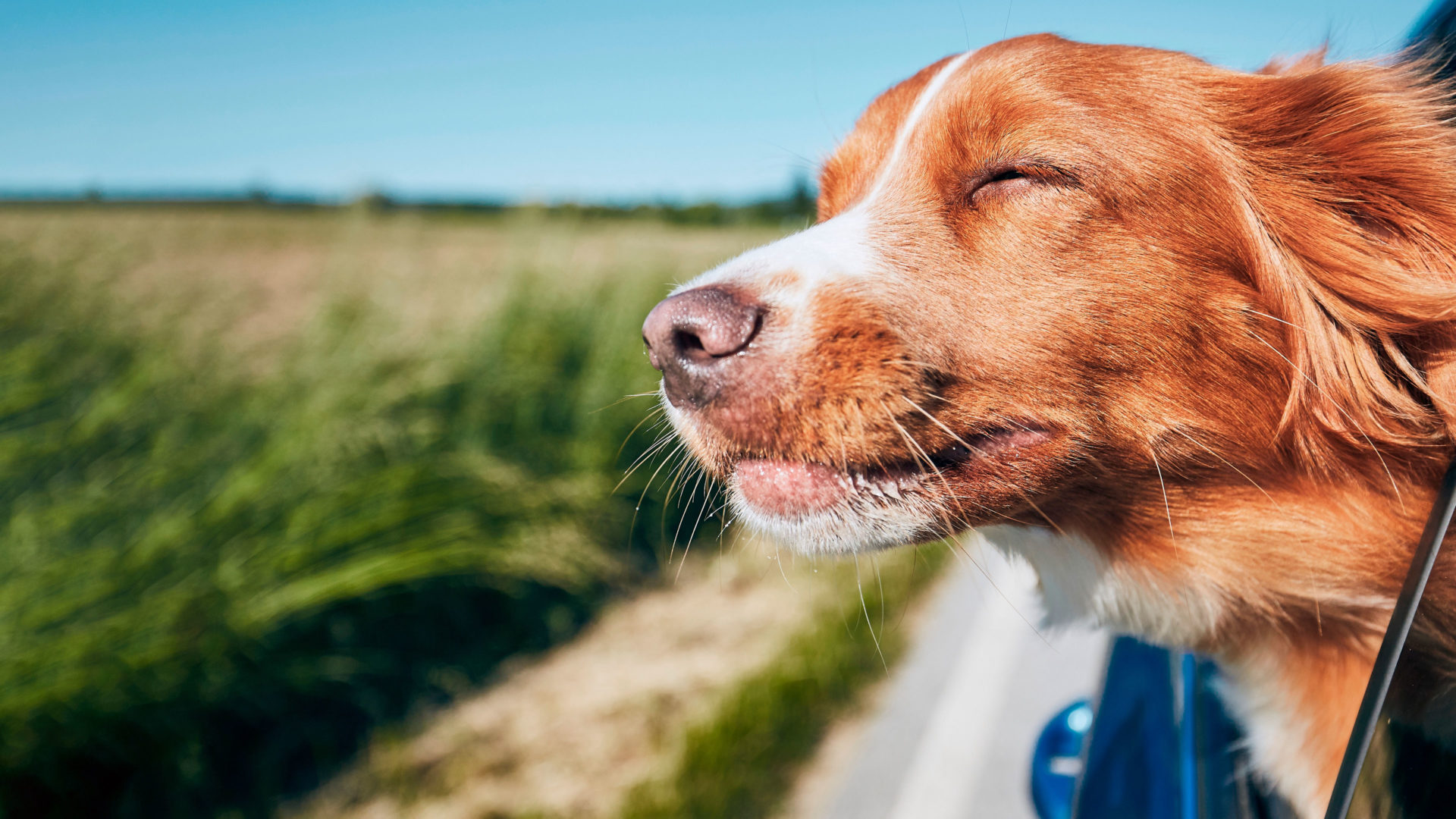 Punasävyinen koira on auton kyydissä maaseudulla. Se nauttii liikenteestä.